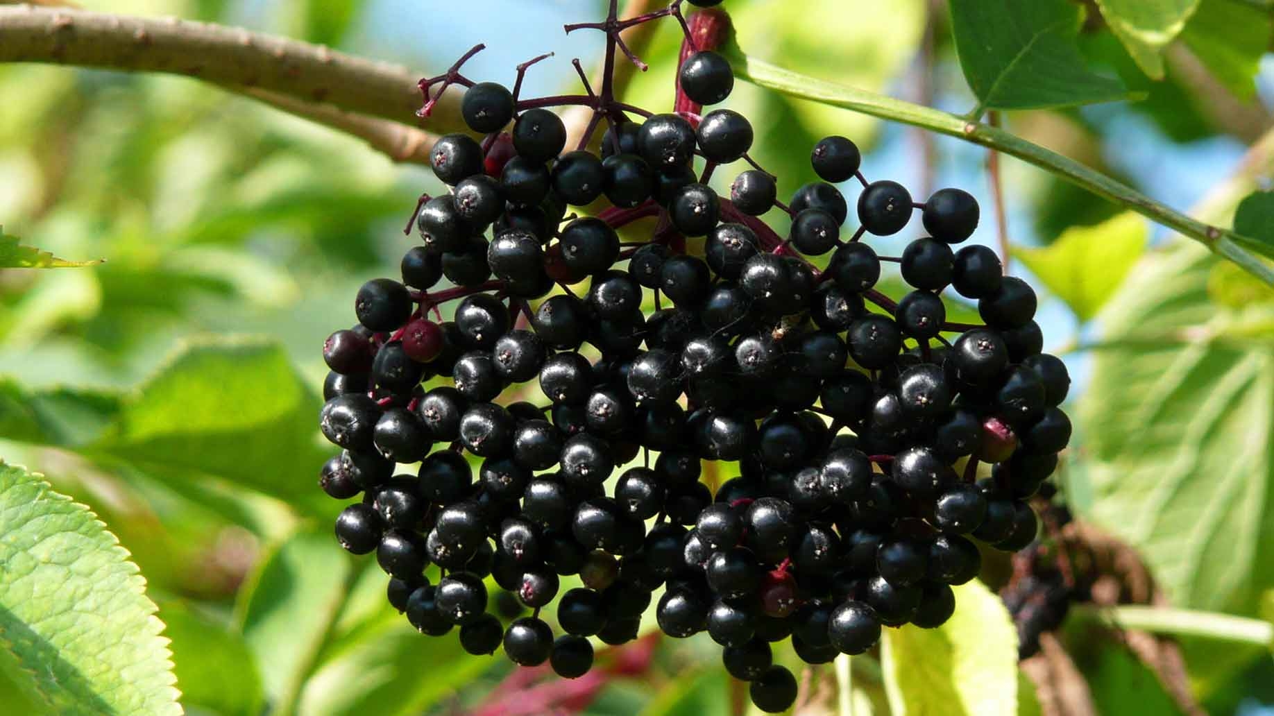 мастопатия молочной железы