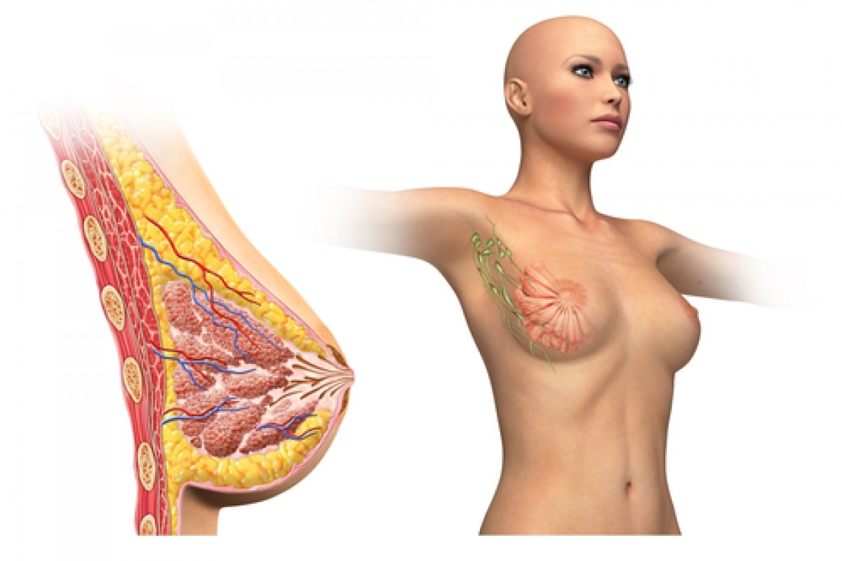 лимфатические узлы на груди у женщин фото 66