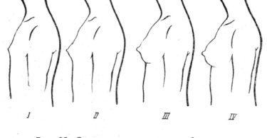 как растет грудь