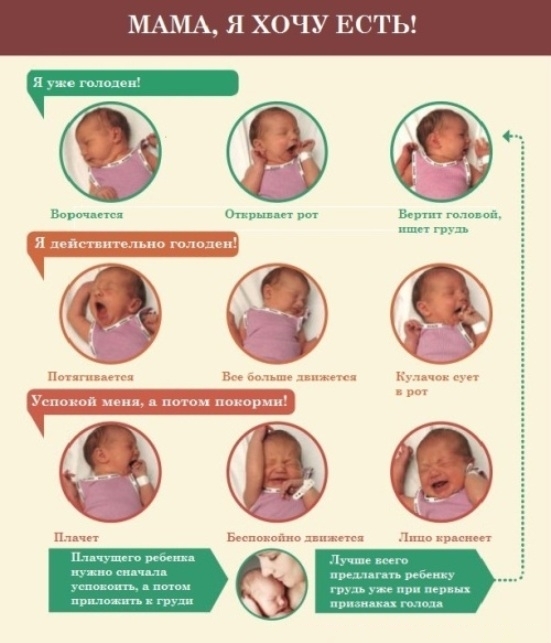 кормление по требованию