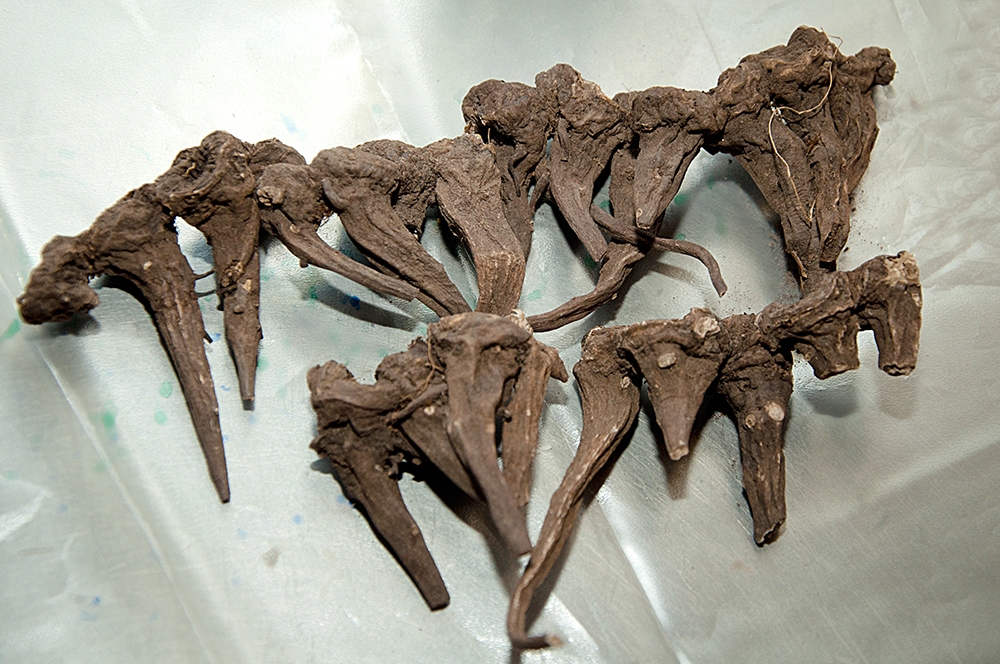 Настойка из аконита джунгарского