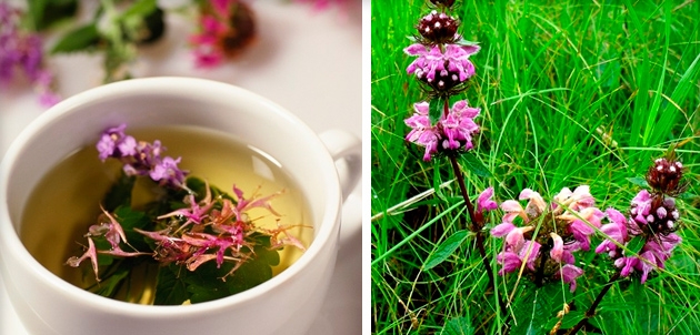 пустырник при ГВ