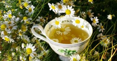 ромашка при грудном вскармливании