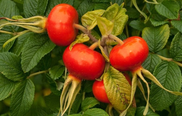 шиповник при грудном вскармливании