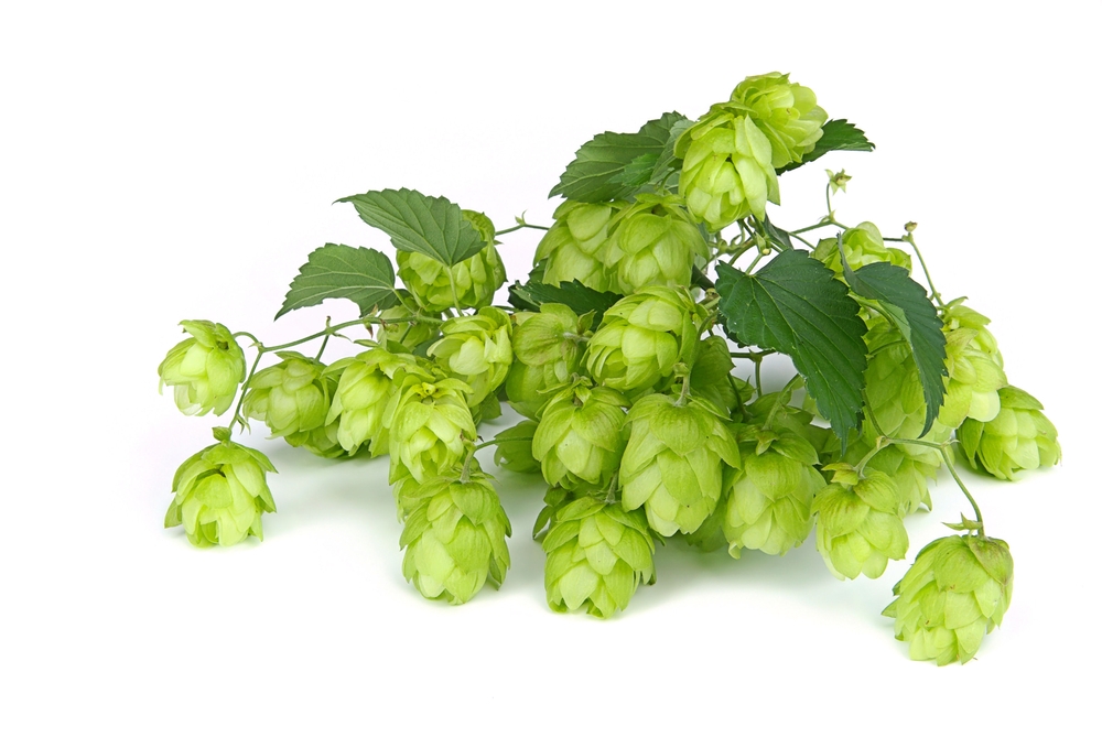шишки хмеля