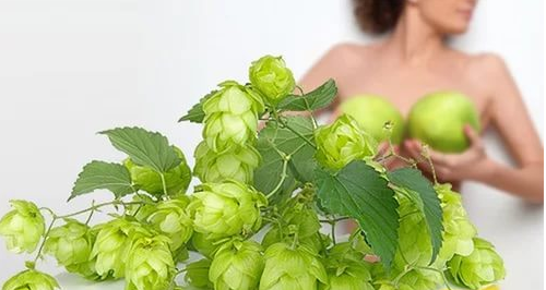 шишки хмеля