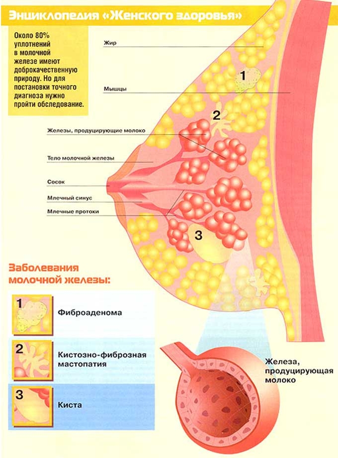 Mammary Monday