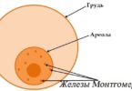железы монтгомери