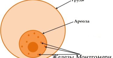 железы монтгомери
