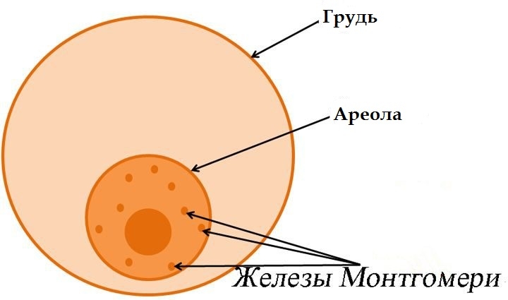 железы монтгомери